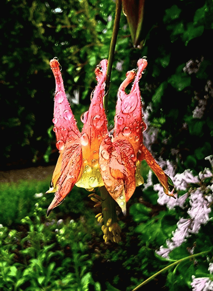 Bluegrass Refresh Medspa