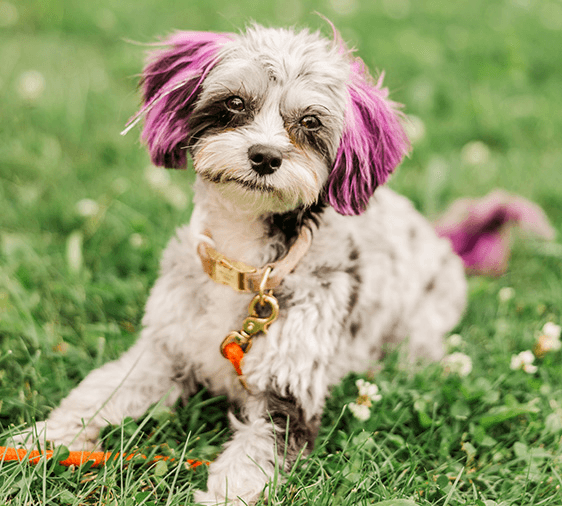 Christy Allen Moore Dmd