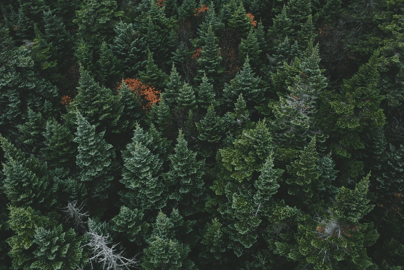 Evergreen Oculofacial Plastic Surgery