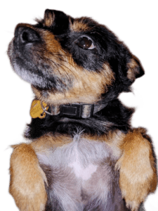 Healing Hands Massage Therapy -Adam Suarez LMT