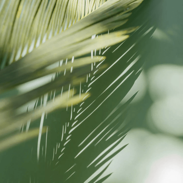 Michael Julian Lipan Md (me113196)