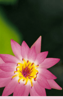 Paradigm Medical Aesthetics