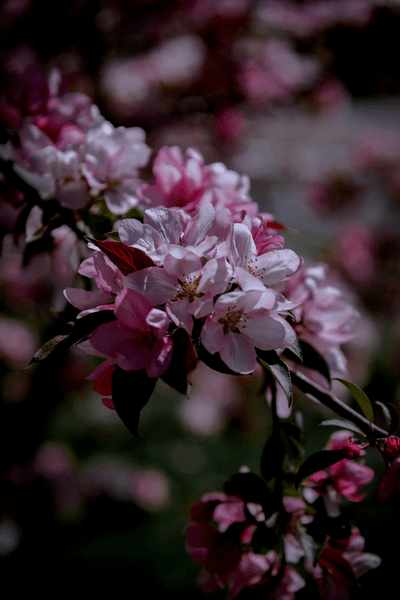 Refreshed Aesthetics