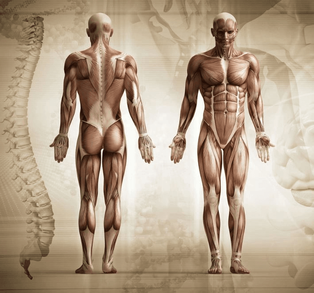 Step by Step Therapeutics Neuromuscular Therapy