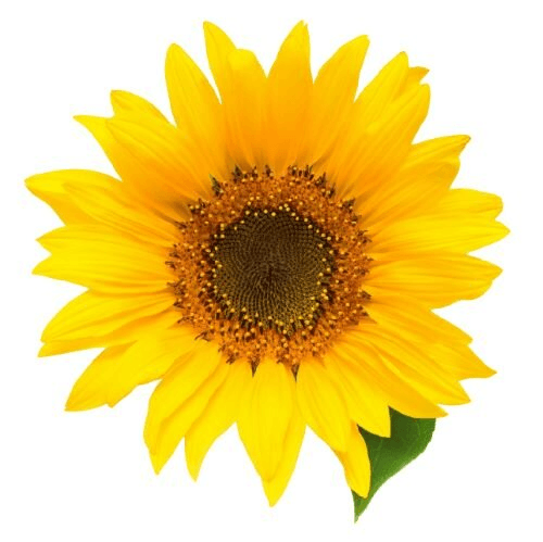 Sunflower Aesthetics