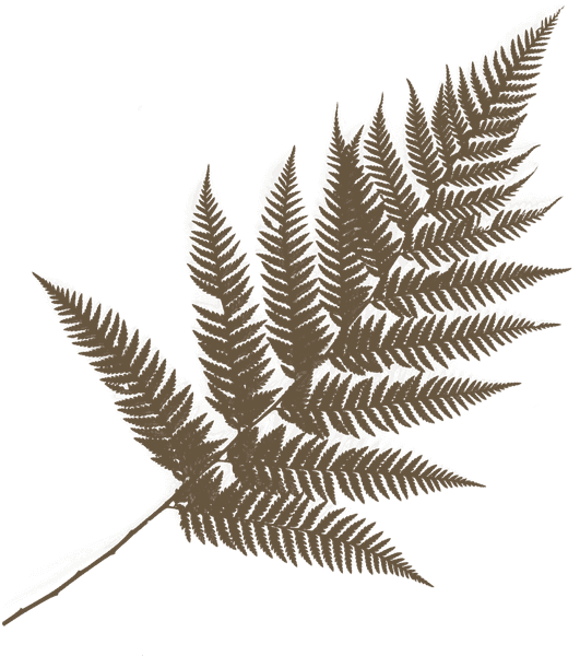 The Wit Aesthetics + Wellness