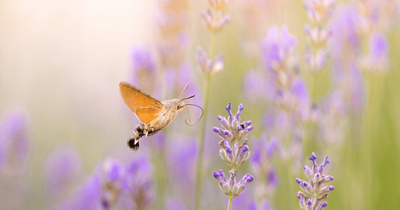 Therapeutic Infusions